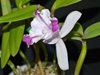 Cattleya Intermedia Aquinii 